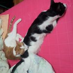 [블락비] <b>오</b>오오오<b>옹</b>쫌있음한다ㅋㅋㅋㅋ