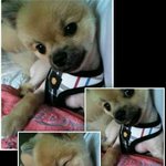 [포메<b>이몽룡</b>] 셀카찍는 몽룡이