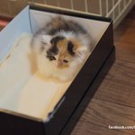 [유봉이네] 한약을 잘못 먹은 고양이(유봉이네)