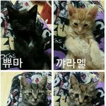 하트뿅뿅 아기<b>천사</b>들 ^o^ 평생 함께해줄 가족을 애타게 기다리고...