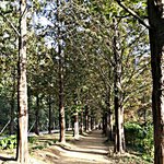 [청향] 하늘공원 + 메타세콰이어길