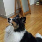 [<b>셀</b>티] 혼자 보기 넘 아까운 우리 룬의 고운 자태