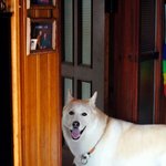 [허스키<b>심바</b>] <b>심바</b>의 주말 공원나들이