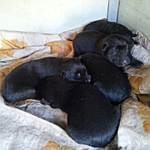 [<b>마루</b>이야기] <b>마루</b> 아가들