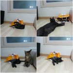 순대랑 <b>삼순</b>이의 이야기 ㅋㅋㅋ