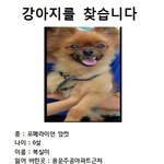 강아지 찾아주세요 대전 포메라니안