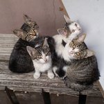 [길냥이] <b>사료</b>주고 있는 아기 길냥이들