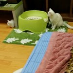 친해지길바래..ㅠㅠ