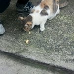 [길냥이] 길냥이 너무 좋았어요