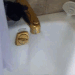 즐거운 동물들의 목욕시간.<b>gif</b>