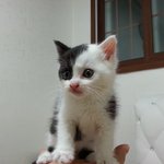 애기 냥이 사랑해주실분을 찾습니다~(경남 <b>마산</b>)