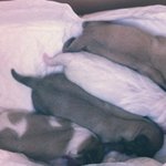 [앙이네] #3. 앙앙가족 소개할께요! - ③금동이