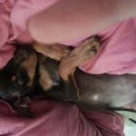 미니핀 분양보내고 싶어요