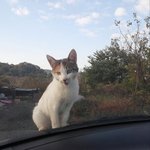[길냥이화남] <b>아침</b>부터 대박~!ㅋㅋㅋ