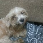 인천 작전동 / 골드 요크셔테리어(??) 남아 7개월령 추정.....