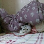 (경남 <b>진주</b>) 마루를 찾습니다. ㅠ
