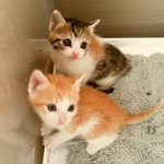 사랑스러운 치즈랑 <b>쿠키</b>