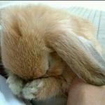 수줍은<b>토끼</b>
