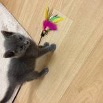 <b>러시안</b>블루 "미우"