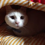 [오이네] 초<b>미묘</b> 고양이 오이를 소개할게용