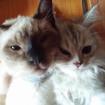 [고양이] 망고와 미요, 그리고 나의 건강/희망을 주세요