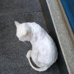 고양이 <b>야매</b>미용