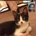 [노안고양이] 노안이라서 슬픈 울집 고양이.