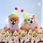 귀여운 포메라니안 강아지 커플.jpg