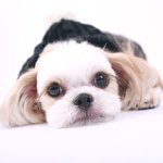 [이 병원만은]  반려동물과 함께 해외 나갈 계획 있는 분 계시나요...