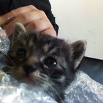 서울))) 아기고양이 분양해요