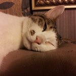 [새미판] 새미 보고싶은 사람 여기여기 모여라