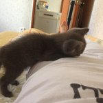 [<b>미우</b>] 러시안블루"<b>미우</b>" 2탄