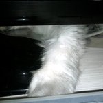 [고양이] 사고뭉치냥 <b>도라</b>와 이집사의 사는얘기