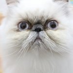 [아리와<b>베리</b>] [히말라얀고양이]집청소하는날?~!아리와<b>베리</b>^^