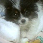 [꼬꼬마돌이] 벌써  9년이나 함께 한 <b>내사</b>랑 꼬꼬마 돌이