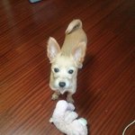 [봄이<b>네집</b>] 우리<b>집</b>봄이