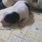 [강아지] 우리깜<b>댕이</b> 태어났어요