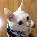 [오이네] ::초<b>미묘</b> 고양이 오이2탄:: 겨울 옷 장만하신 오이님...