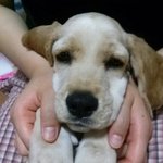 [몽이네] 보고또봐도 미친개 <b>몽이</b>2탄탄 (스압주의)