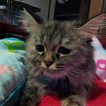 바라며ㅠㅠ 잃어버린 친칠라 냥이를 찾아요(서울시,강남구,<b>도곡동</b>)