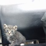 서울   아기고양이<b>분양</b>해요ㅠㅠㅠㅠㅠ