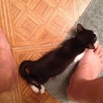 [노안고양이] 변태라서 슬픈 울집 고양이 2