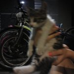 [크롱크롱] [냥판] 셋째냥 크롱크롱