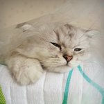 [고양이] 페르냥이  동생 생기다!!