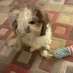 [마키아토] 미국견 마키아토