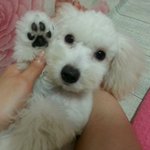 [<b>YG</b>채널] [사진有] 사람은 머리빨 멍멍이는 털빨