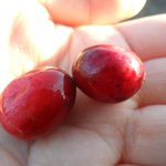 [<b>LIFE</b>]캐나다- 달콤한 크렌베리 농장 다녀오기. 