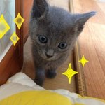 [미우] 러시안블루"미우" 마지막판t.t