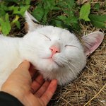 길고양이가 아닌 흰<b>돌이</b> (함께 구조 후 입양하실 분을 찾습니다)