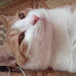 누구네 집에나 있는 흔한 고양이~